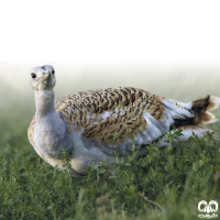 گونه میش مرغ Great Bustard